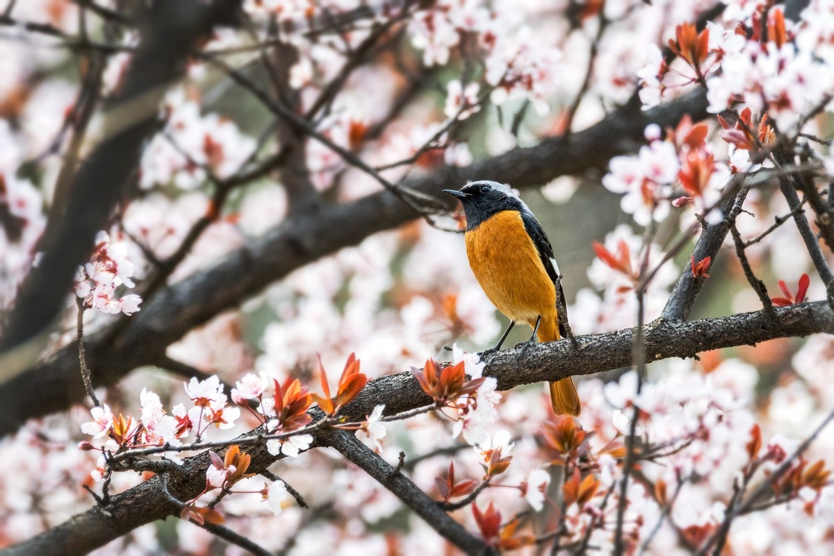 北红尾鸲（四）