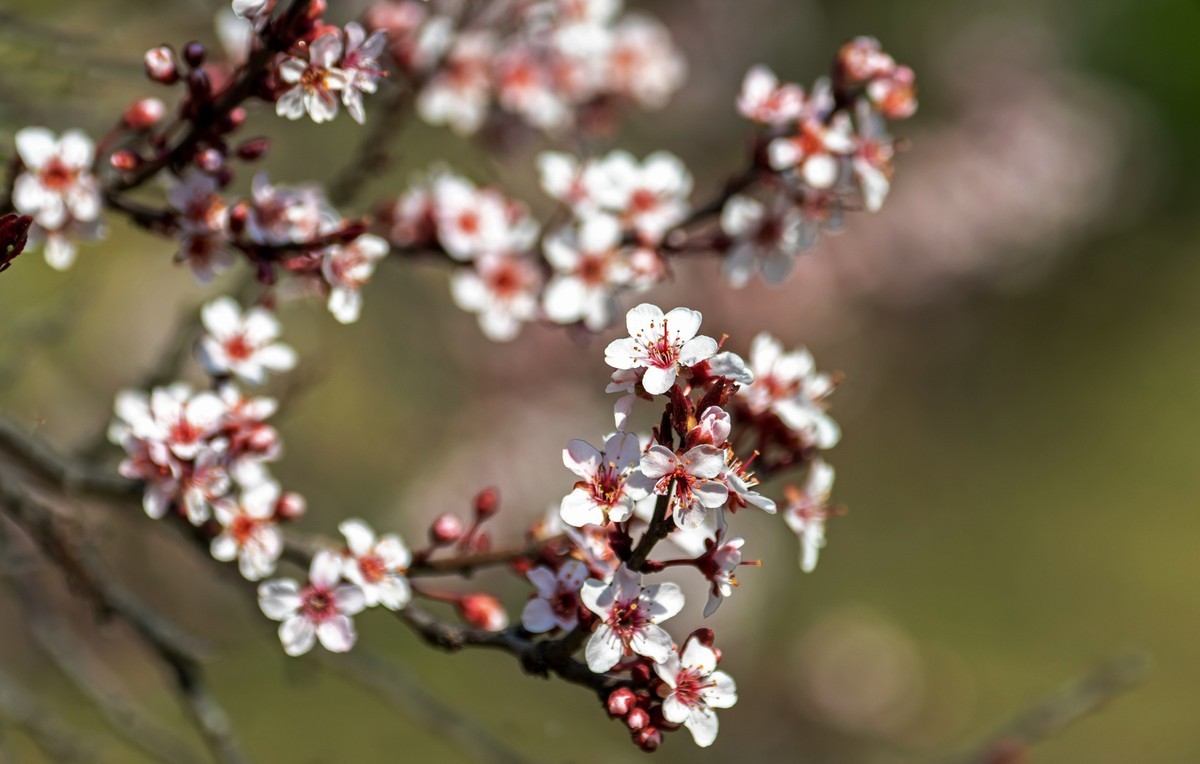 春花（十五）