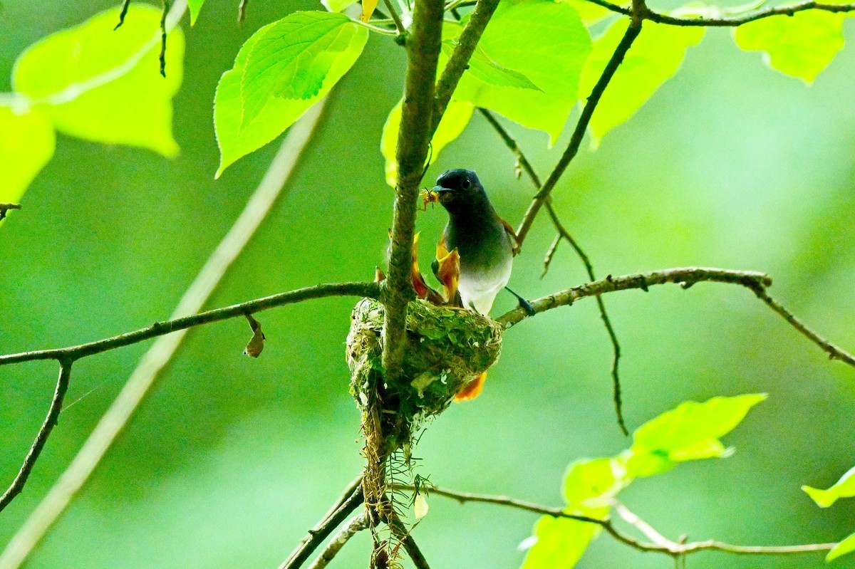 林中仙子绶带鸟