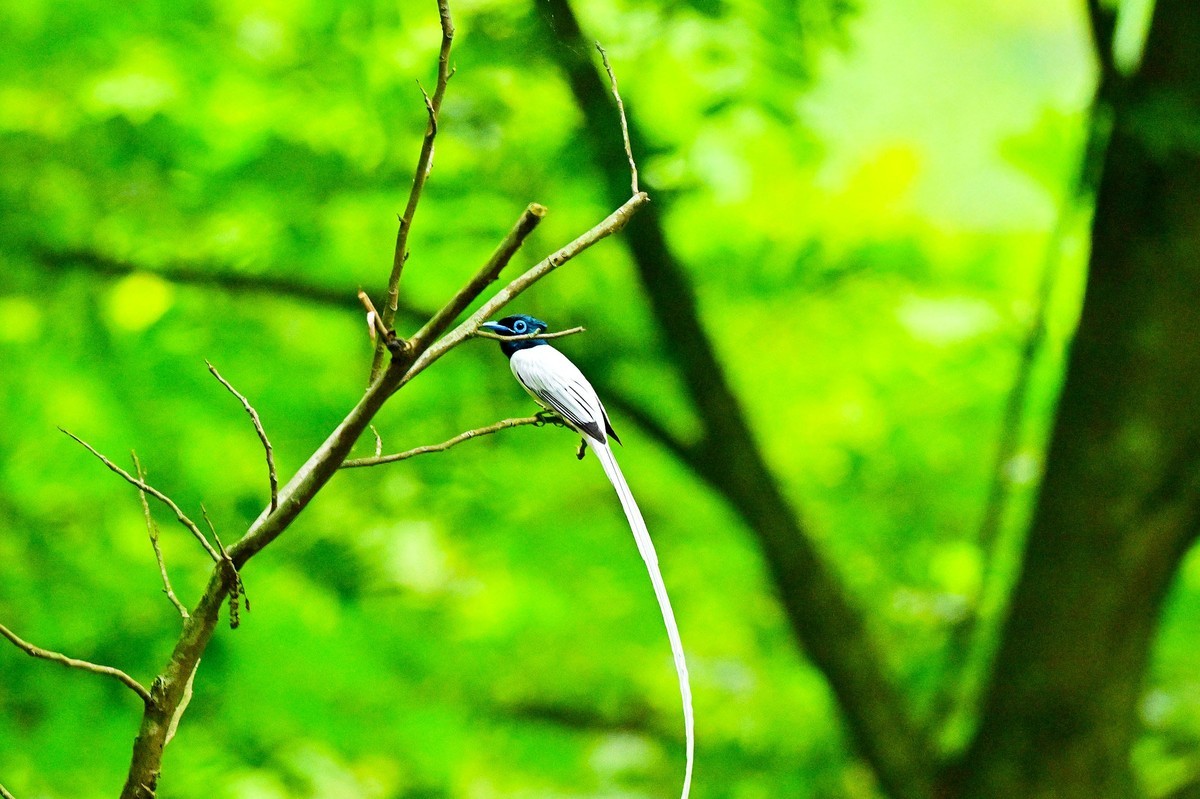 林中仙子绶带鸟