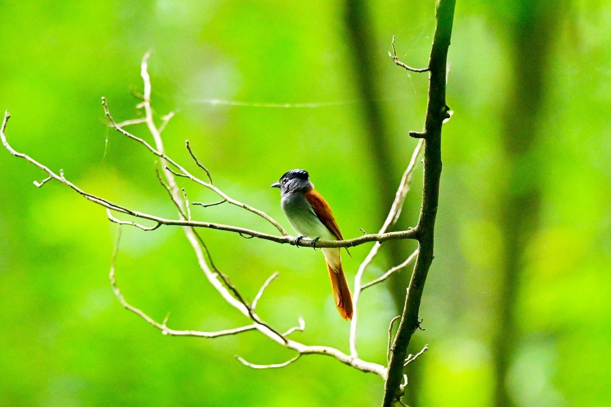 林中仙子绶带鸟