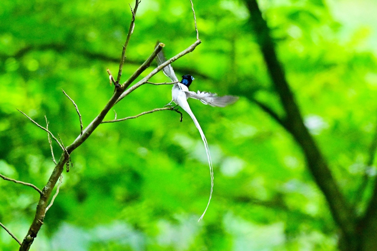 林中仙子绶带鸟