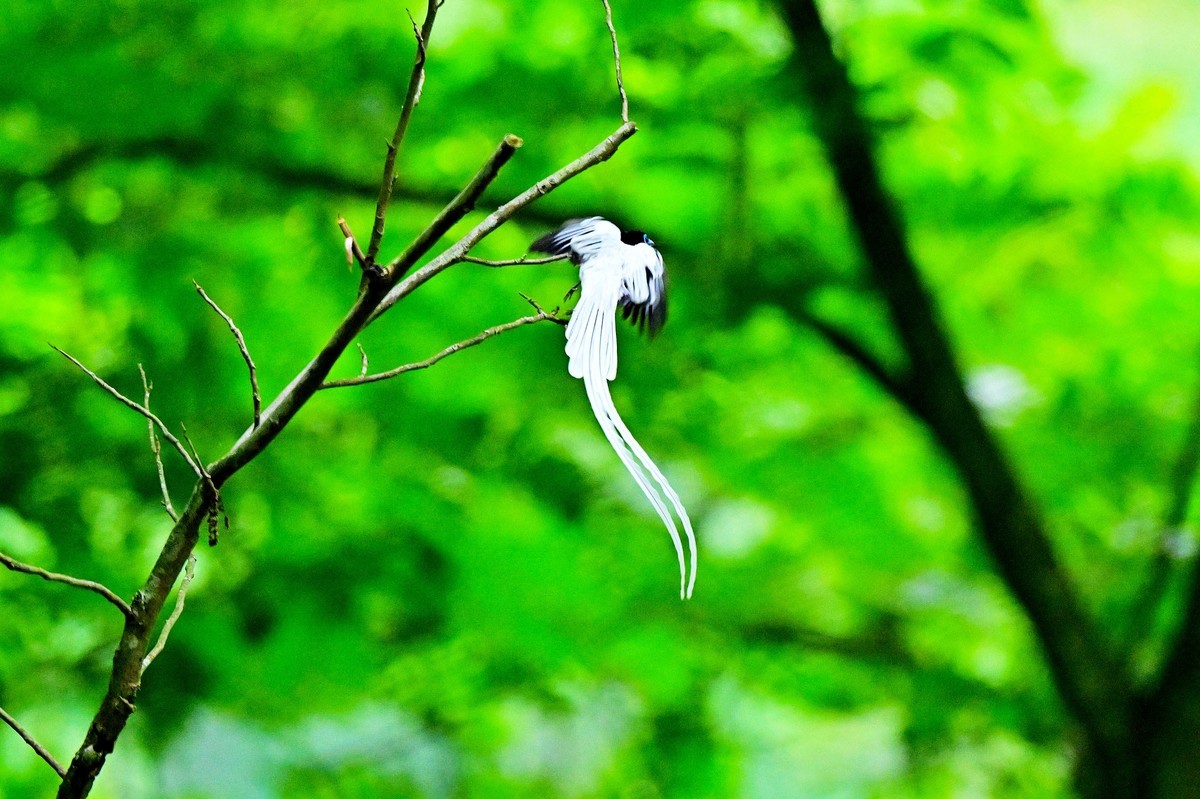 林中仙子绶带鸟