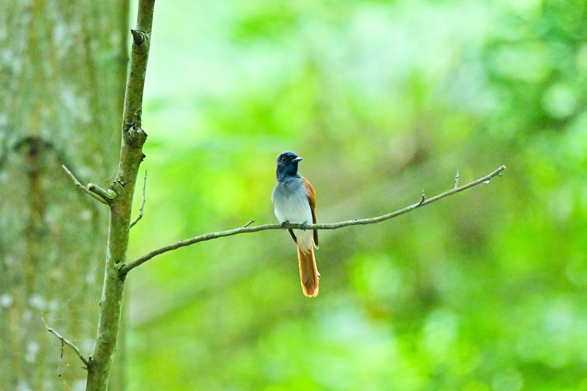林中仙子绶带鸟