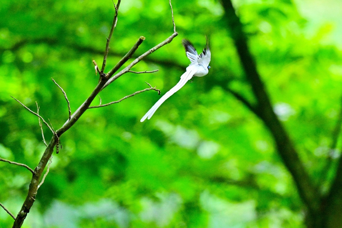 林中仙子绶带鸟