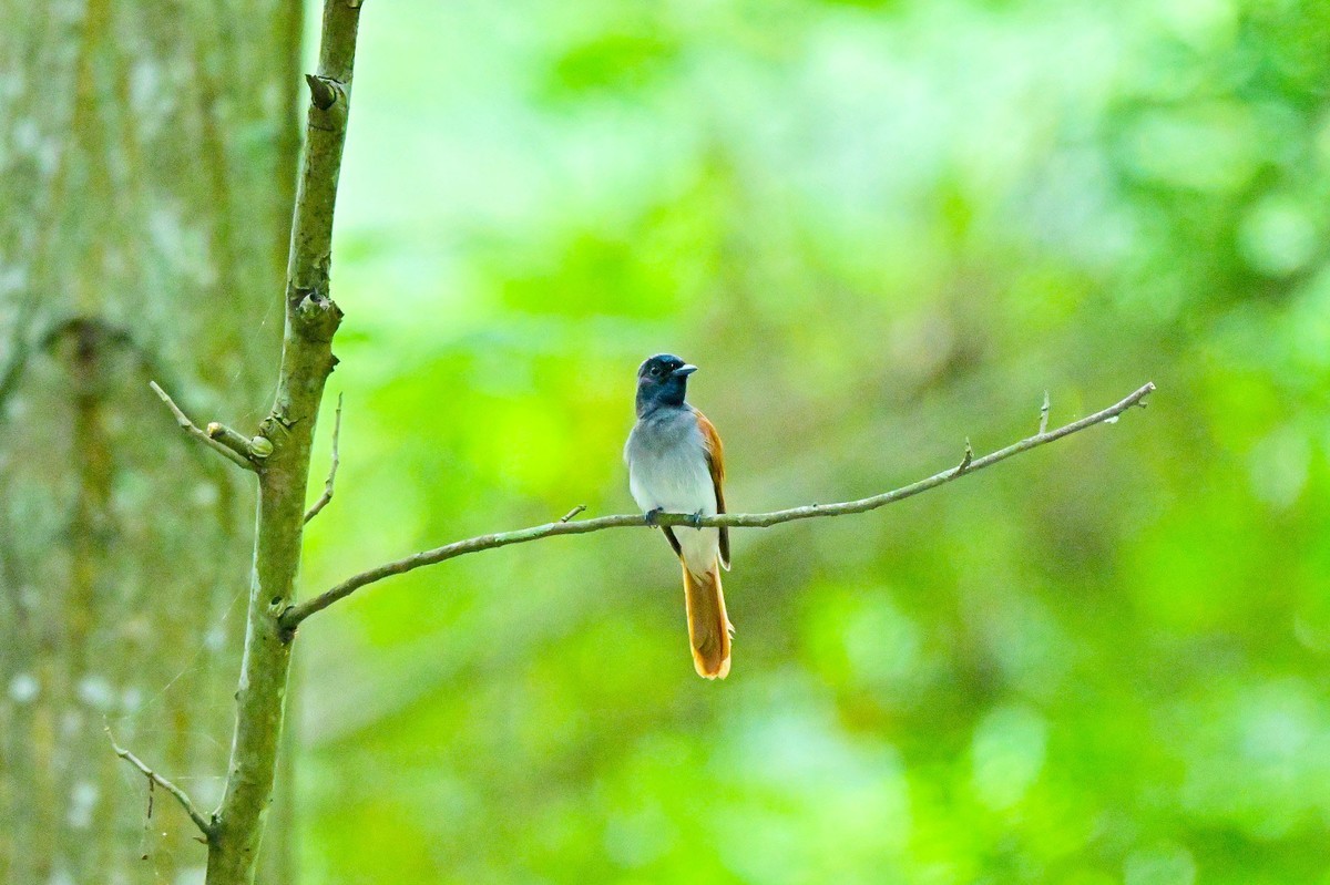 林中仙子绶带鸟
