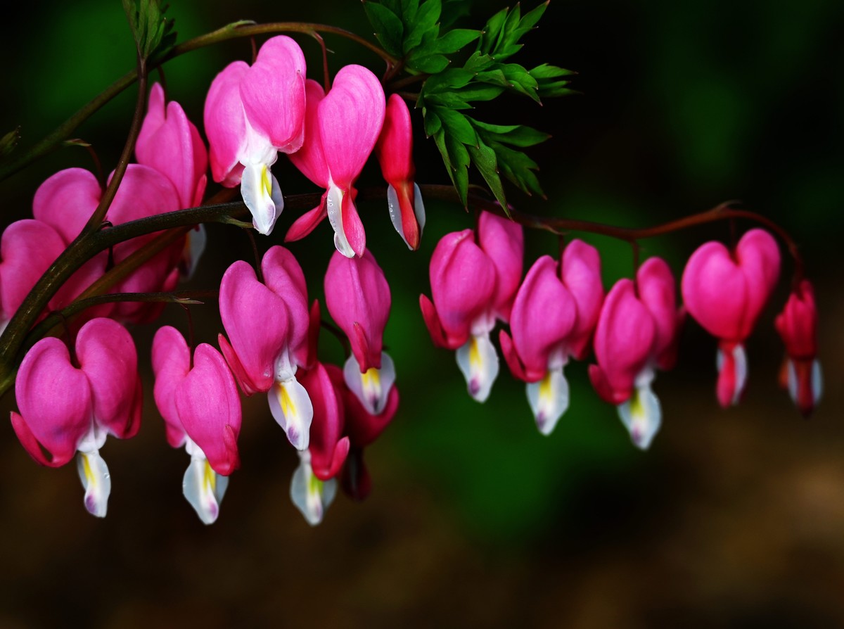 兰州仁寿山春意正浓正是春游赏花之时