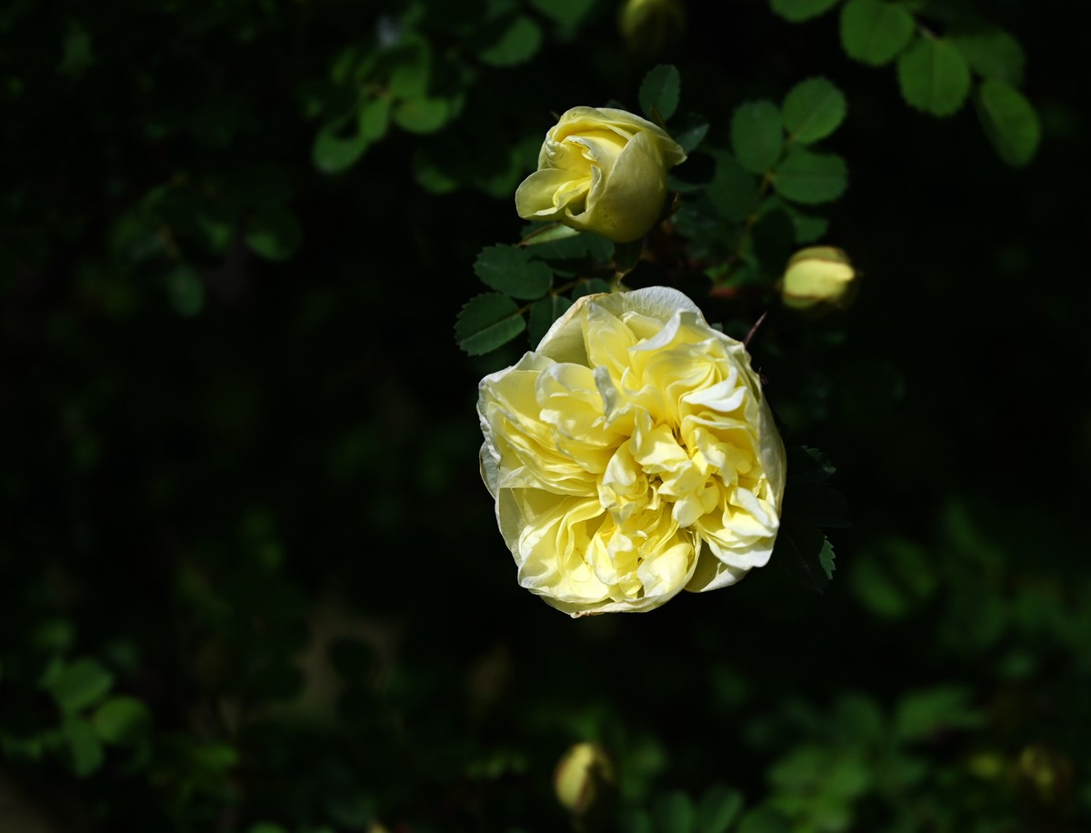 兰州仁寿山春意正浓正是春游赏花之时