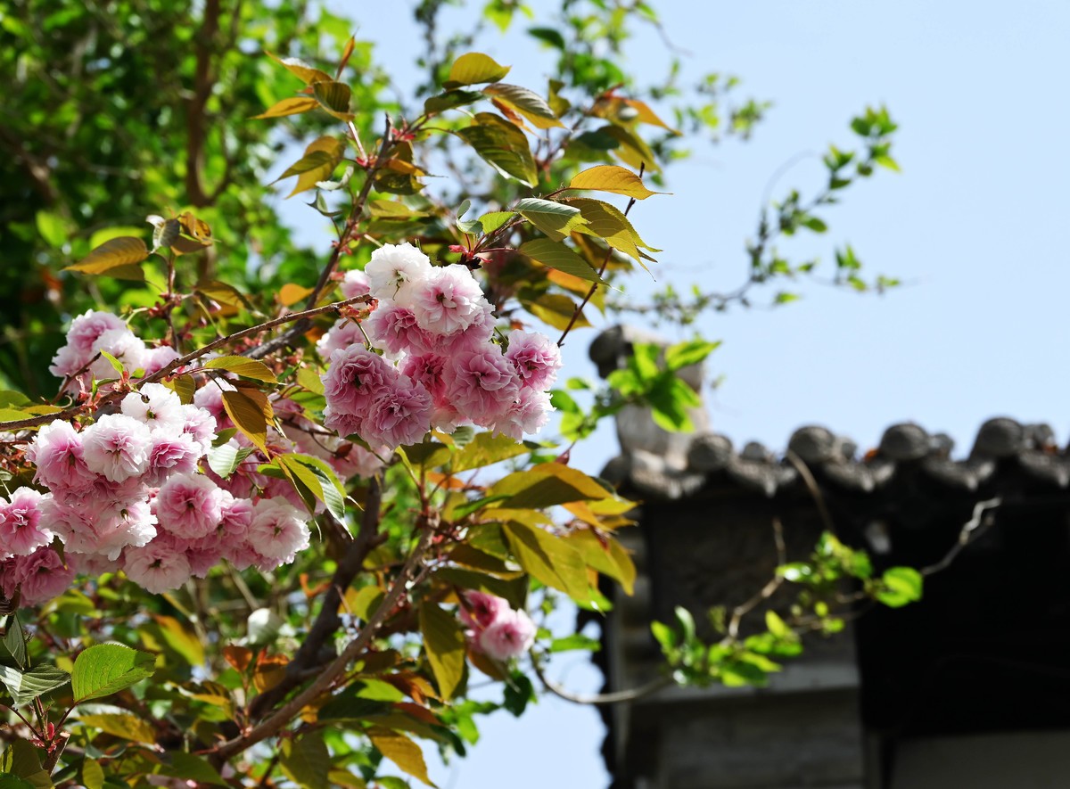 兰州仁寿山春意正浓正是春游赏花之时