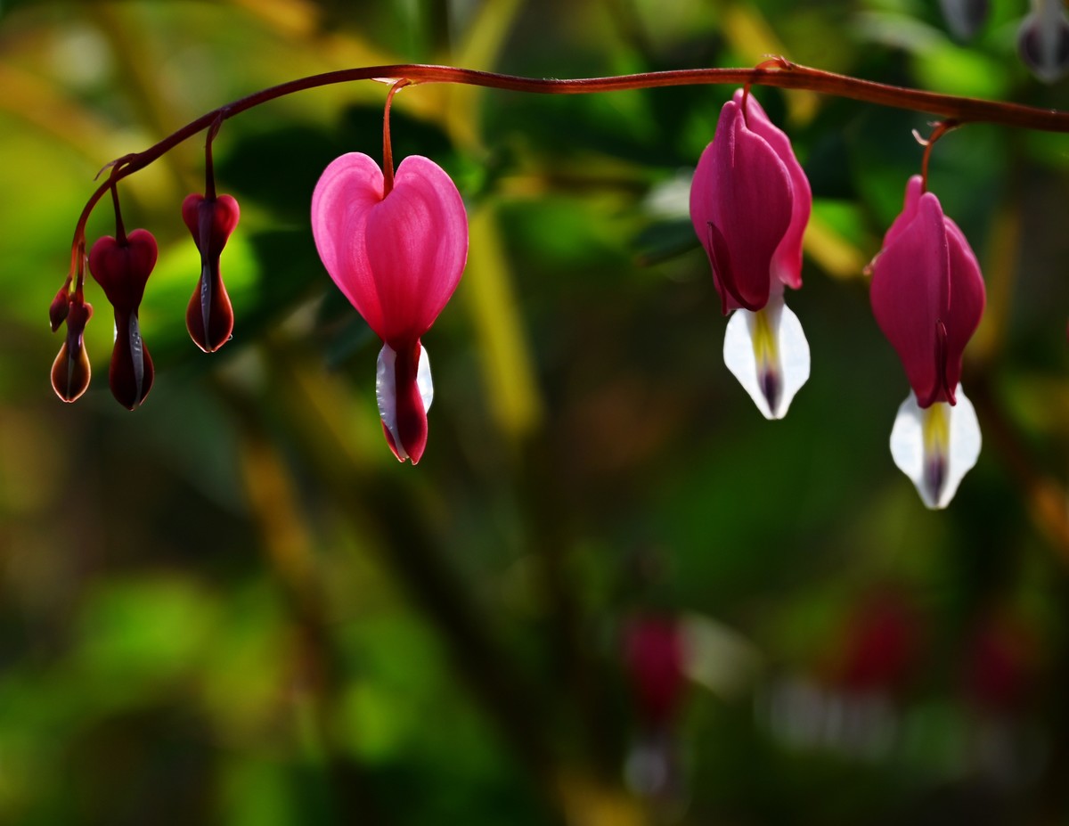 兰州仁寿山春意正浓正是春游赏花之时