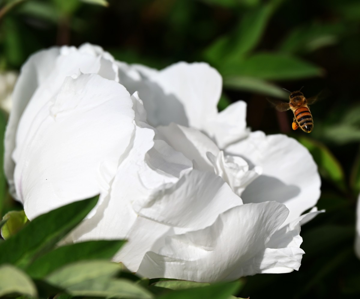 兰州仁寿山春意正浓正是春游赏花之时