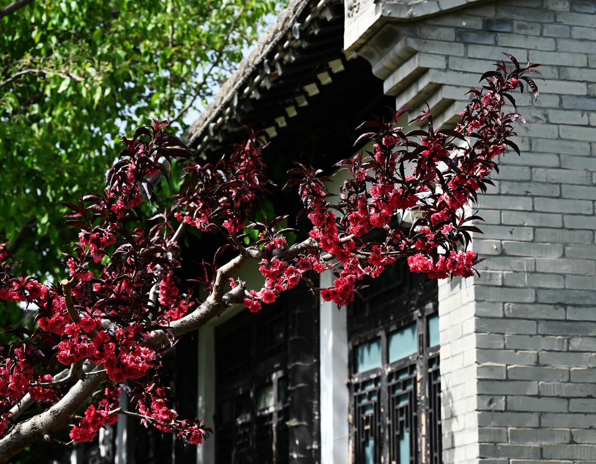 兰州仁寿山春意正浓正是春游赏花之时