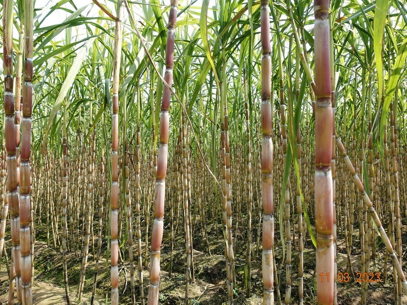 甘蔗与土法制糖