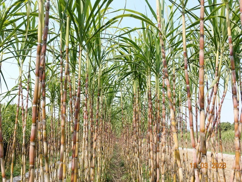 甘蔗与土法制糖