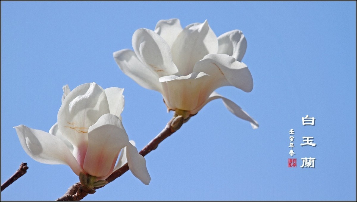 洁白无瑕白玉兰