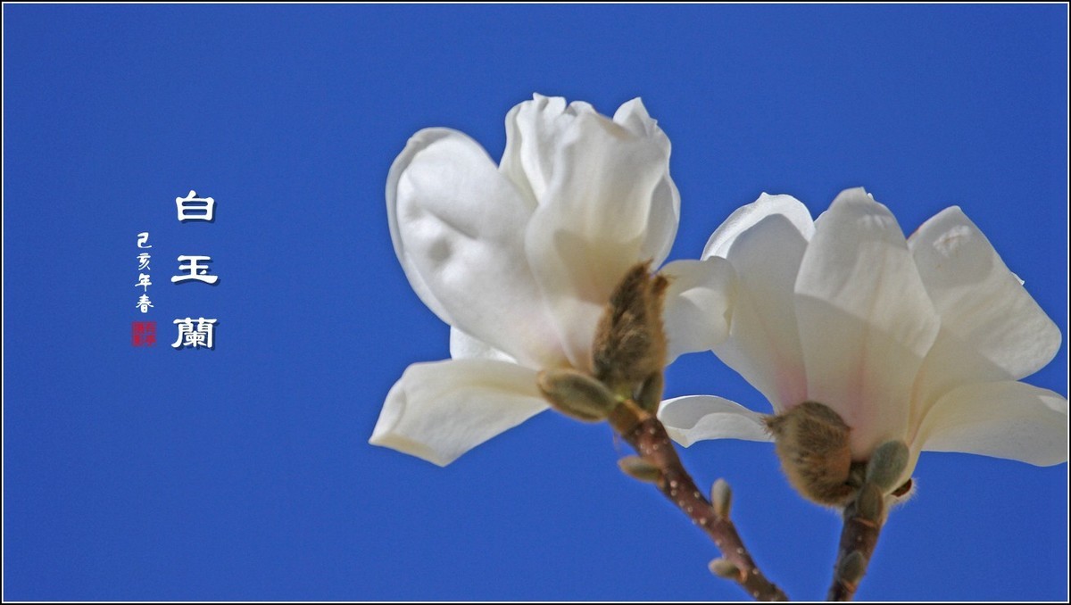 洁白无瑕白玉兰