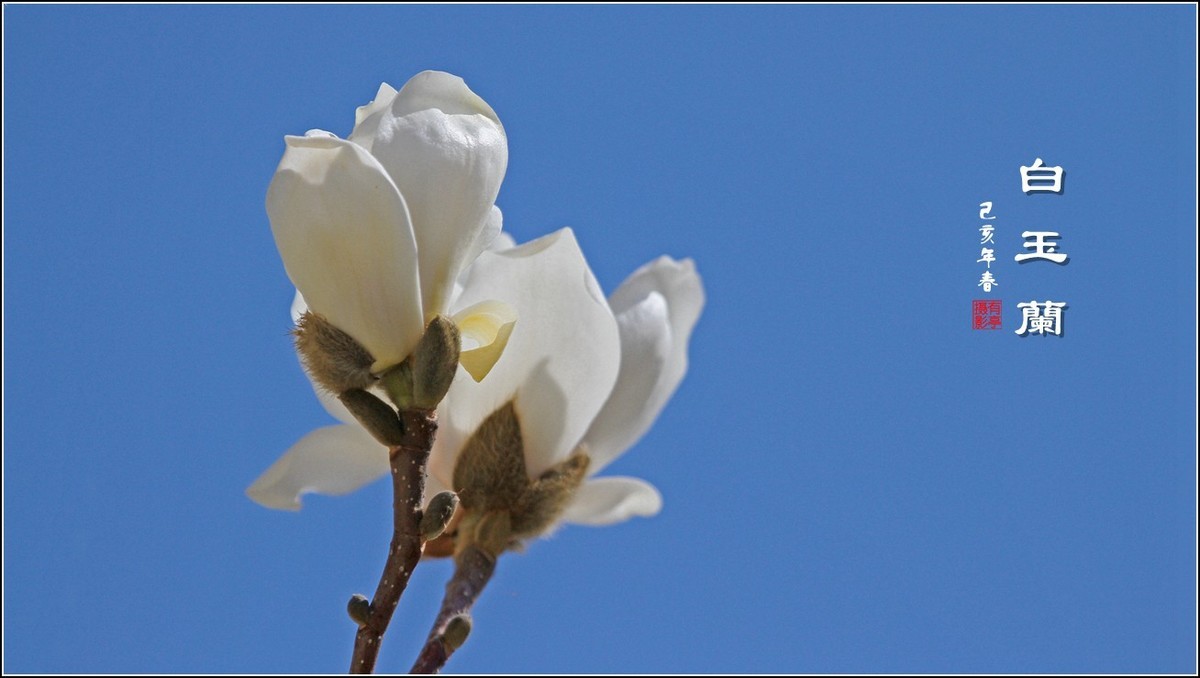 洁白无瑕白玉兰