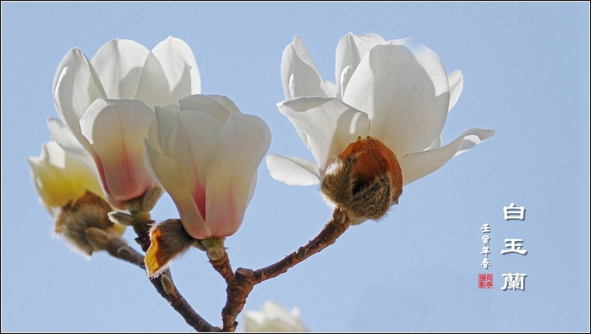 洁白无瑕白玉兰