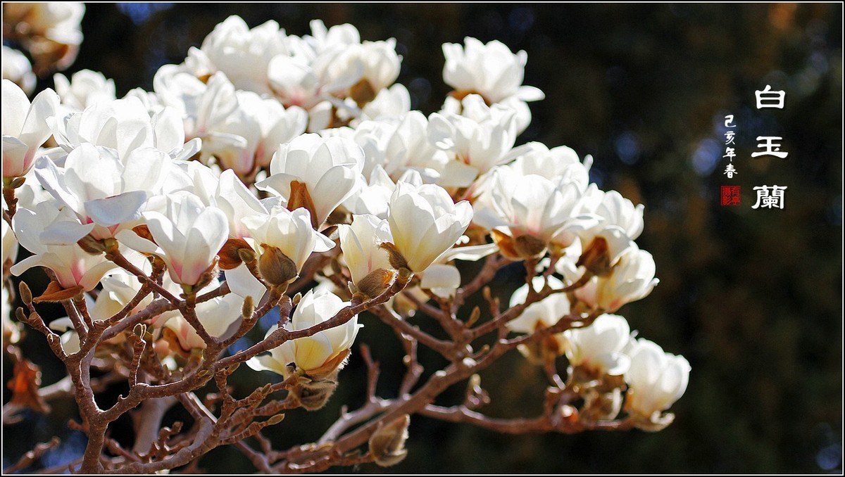 洁白无瑕白玉兰