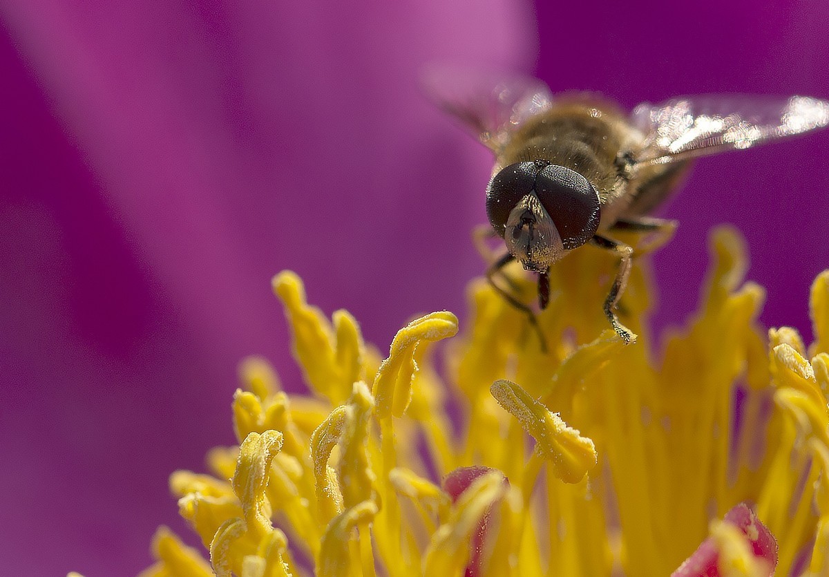 蜜蜂-中关村在线摄影论坛