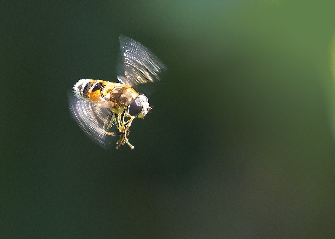 蜜蜂-中关村在线摄影论坛