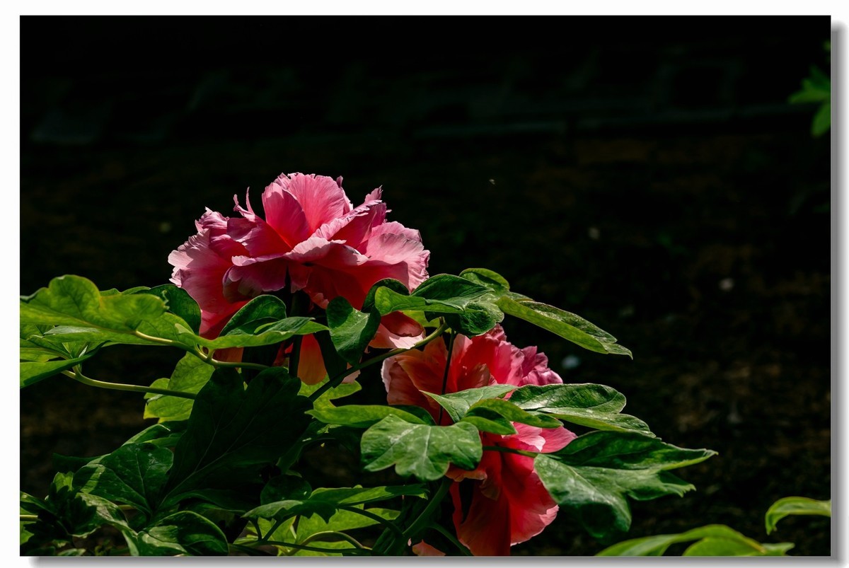 景山牡丹太美了！花开时节动京城！