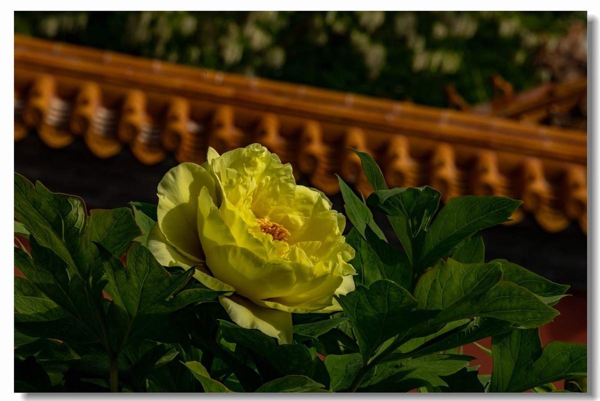 景山牡丹太美了！花开时节动京城！