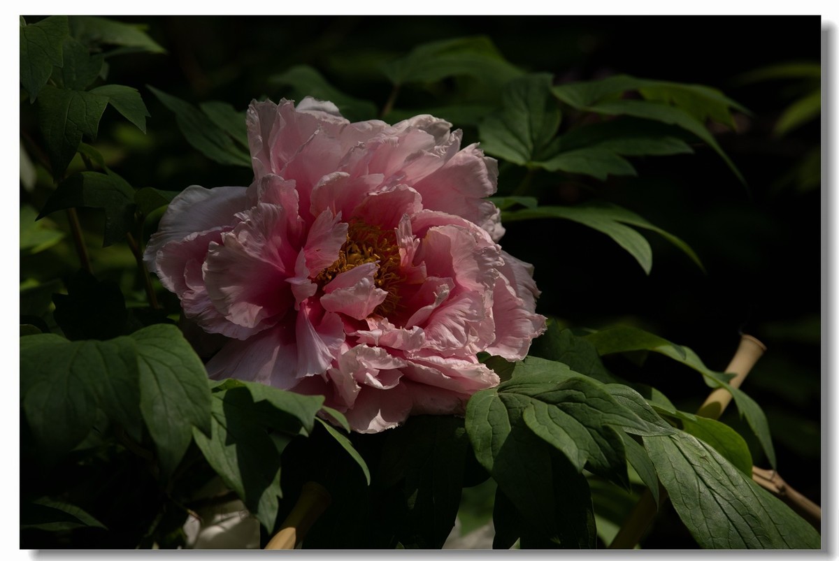 景山牡丹太美了！花开时节动京城！