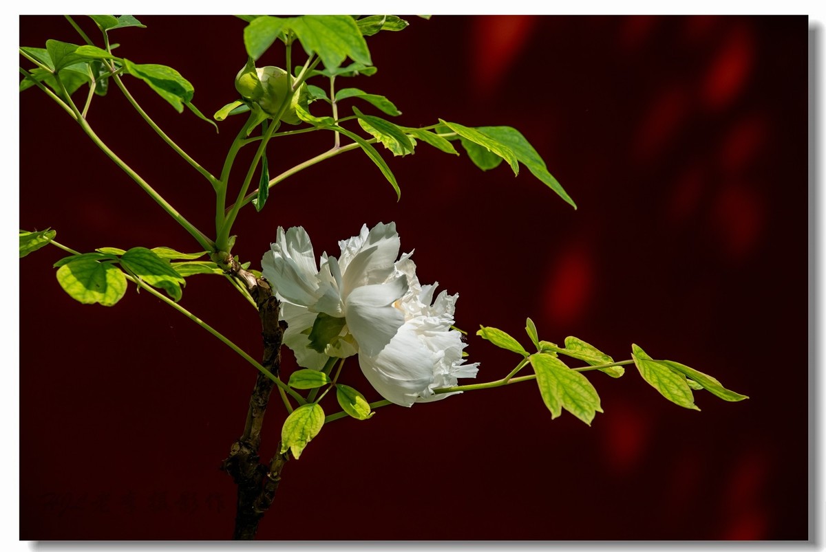 景山牡丹太美了！花开时节动京城！