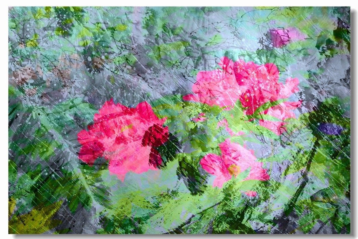 景山牡丹太美了！花开时节动京城！