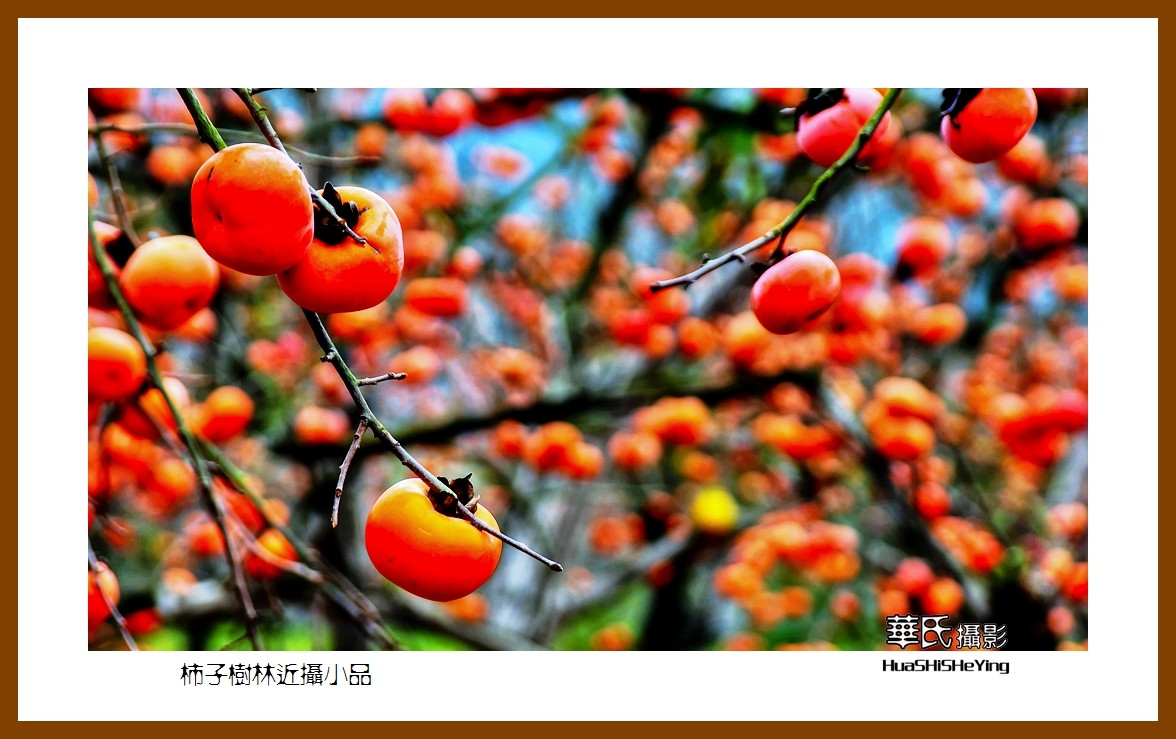 2021南行慢游（广西116）—柿子树林近摄小品（桂林市恭城县）