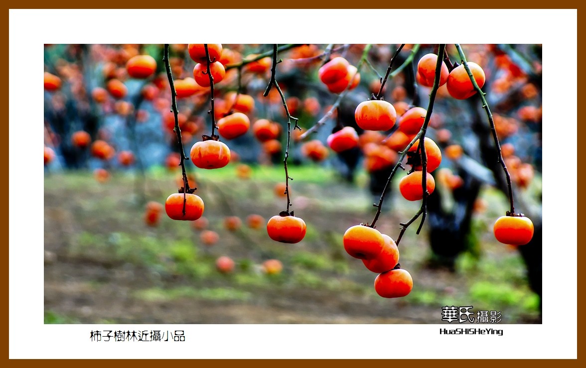 2021南行慢游（广西116）—柿子树林近摄小品（桂林市恭城县）