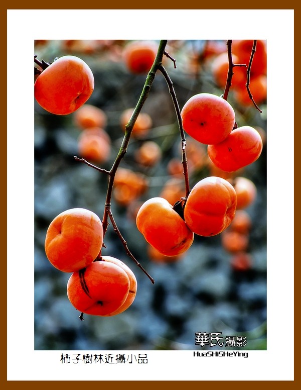 2021南行慢游（广西116）—柿子树林近摄小品（桂林市恭城县）