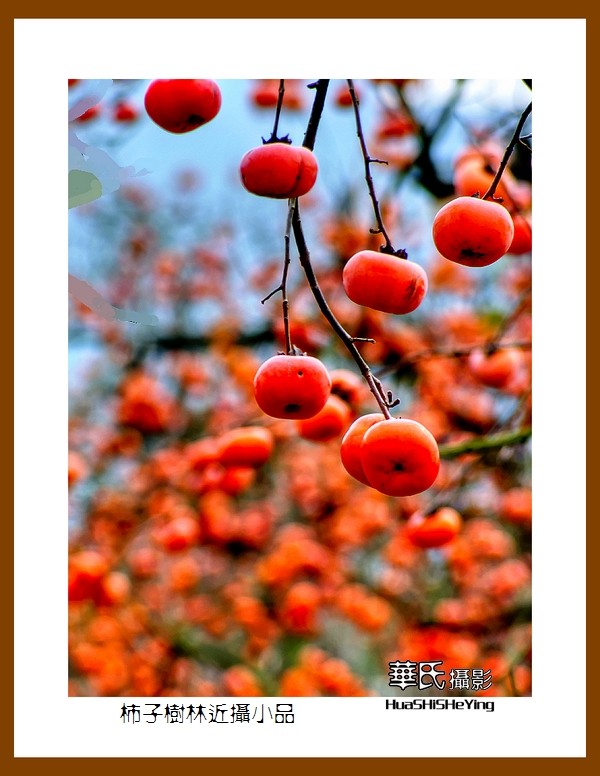 2021南行慢游（广西116）—柿子树林近摄小品（桂林市恭城县）