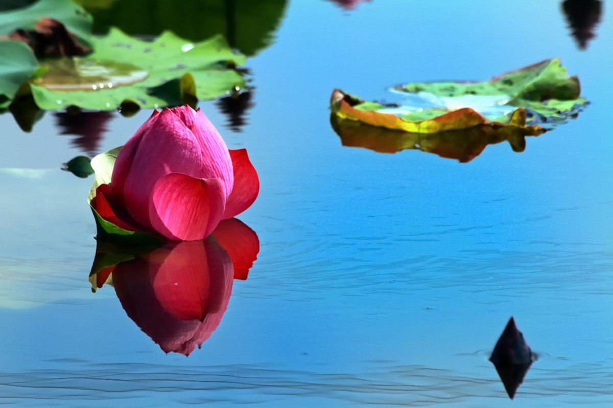 水映荷花别样美