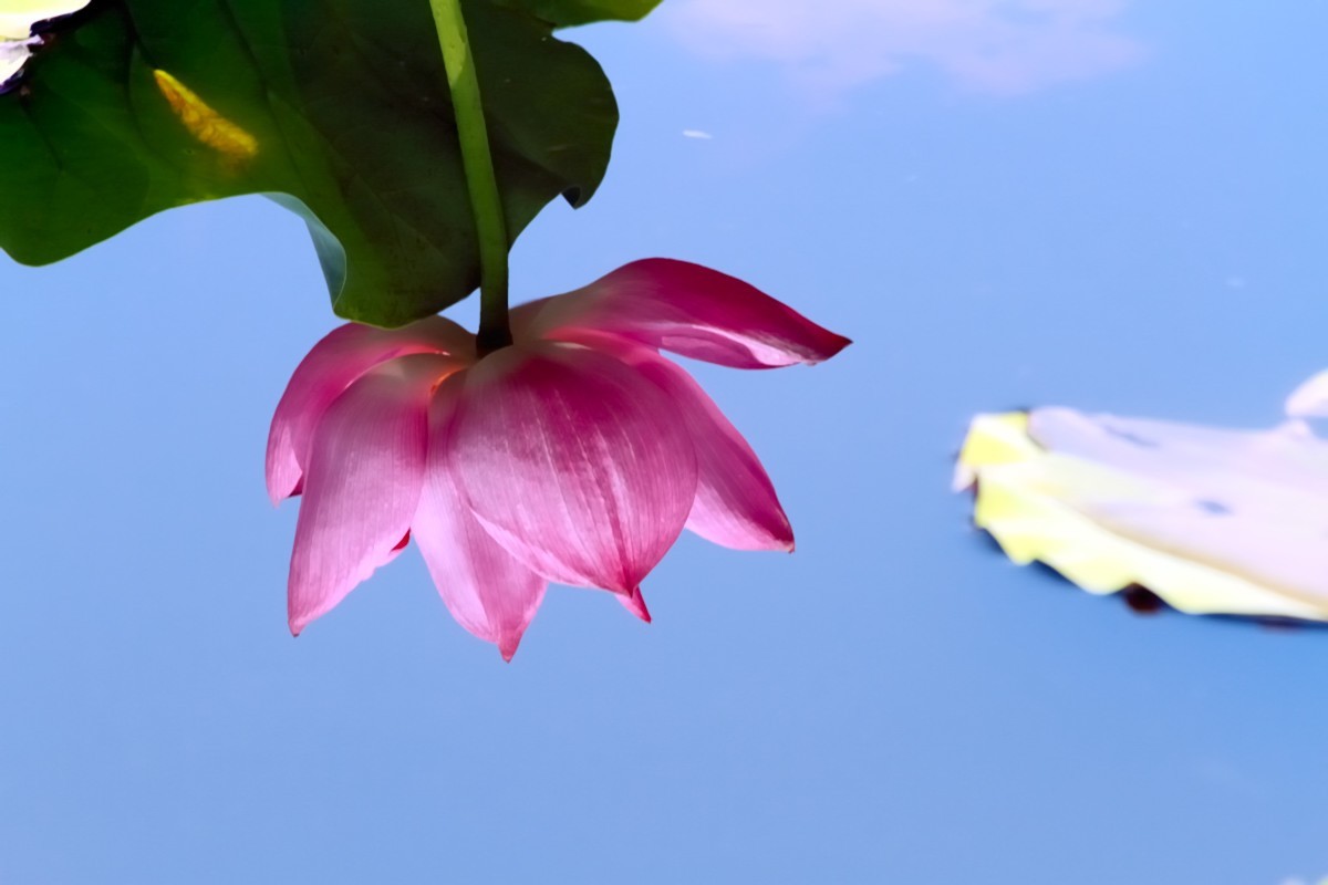 水映荷花别样美