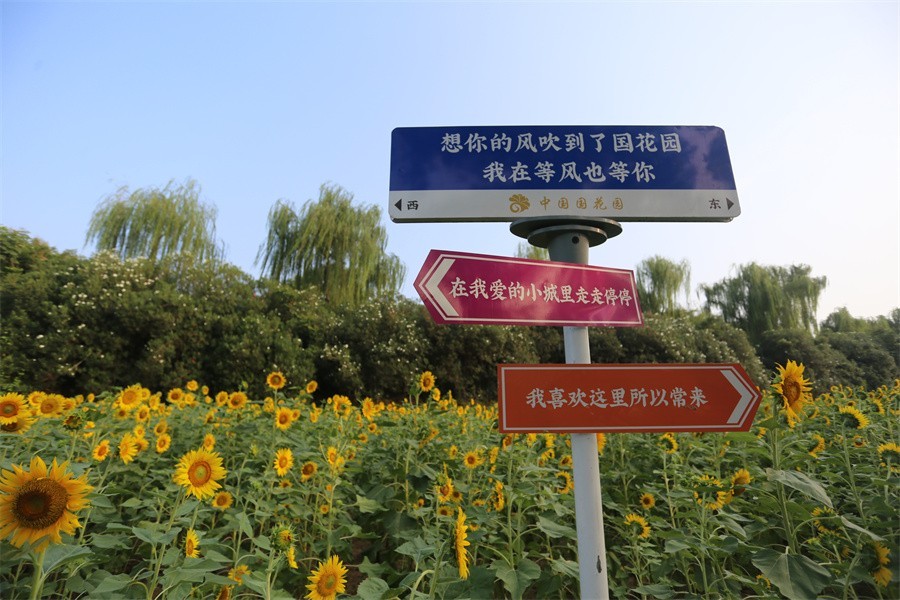 快闪洛阳国花园的向日葵