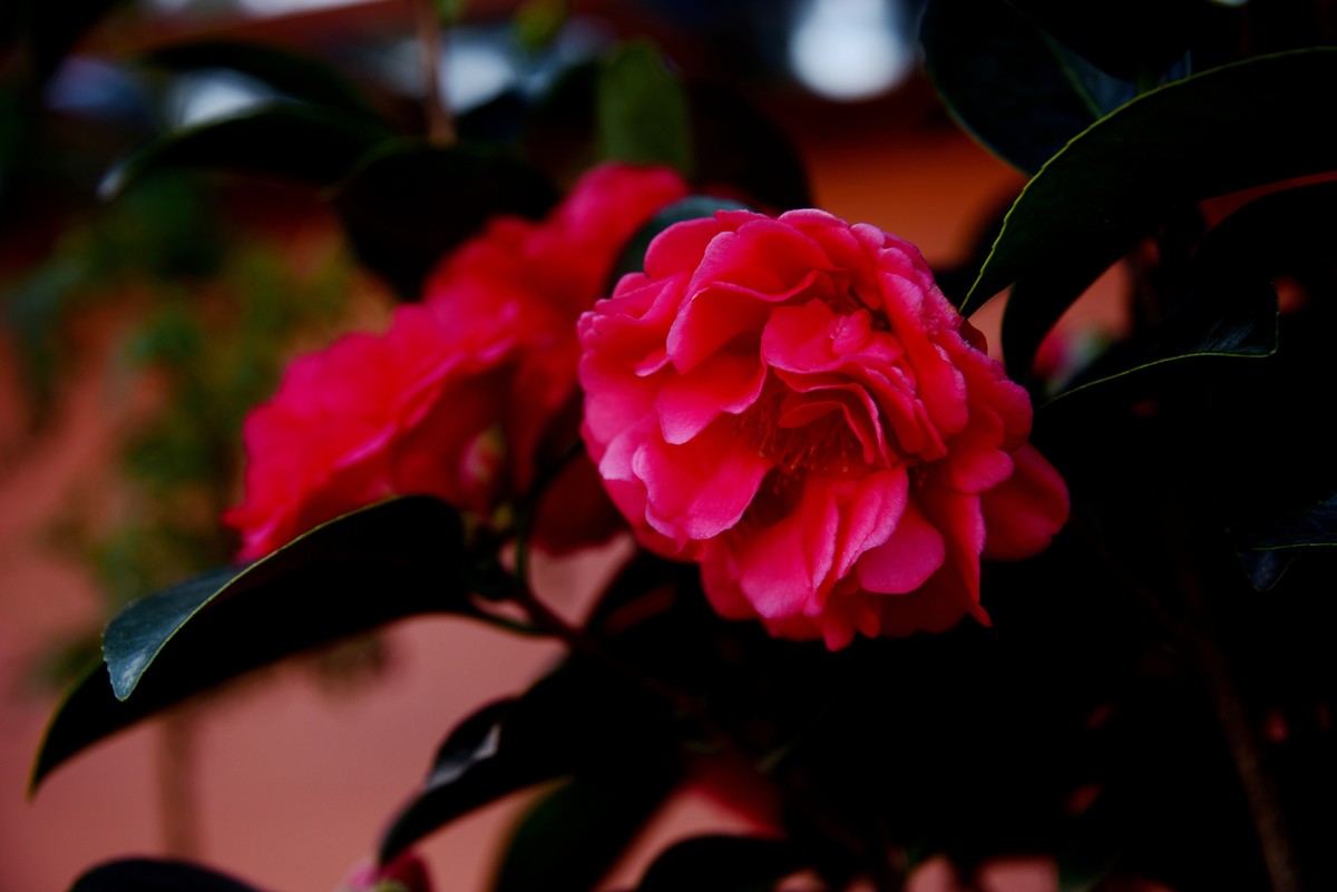 喜迊国庆   鲜花祝福