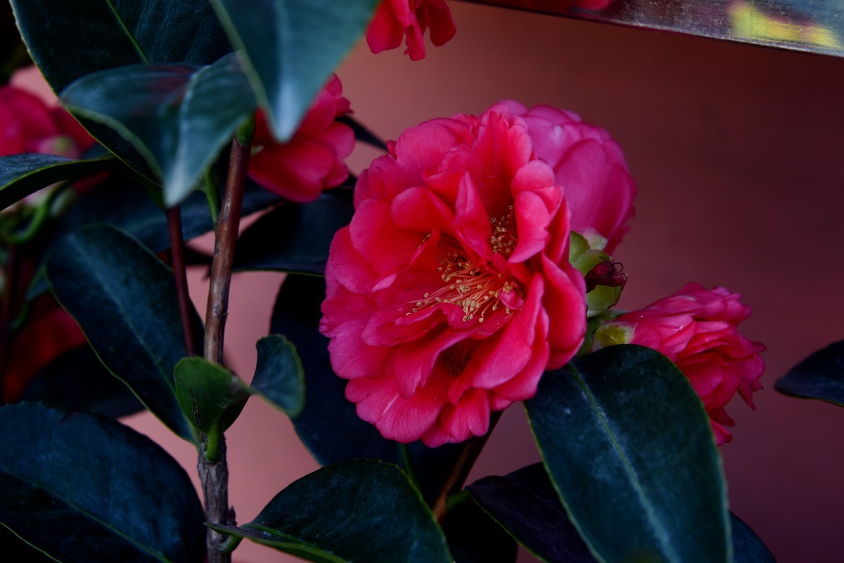 喜迊国庆   鲜花祝福