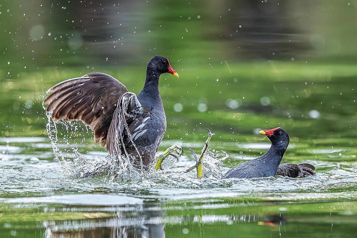 狭路相逢勇者胜