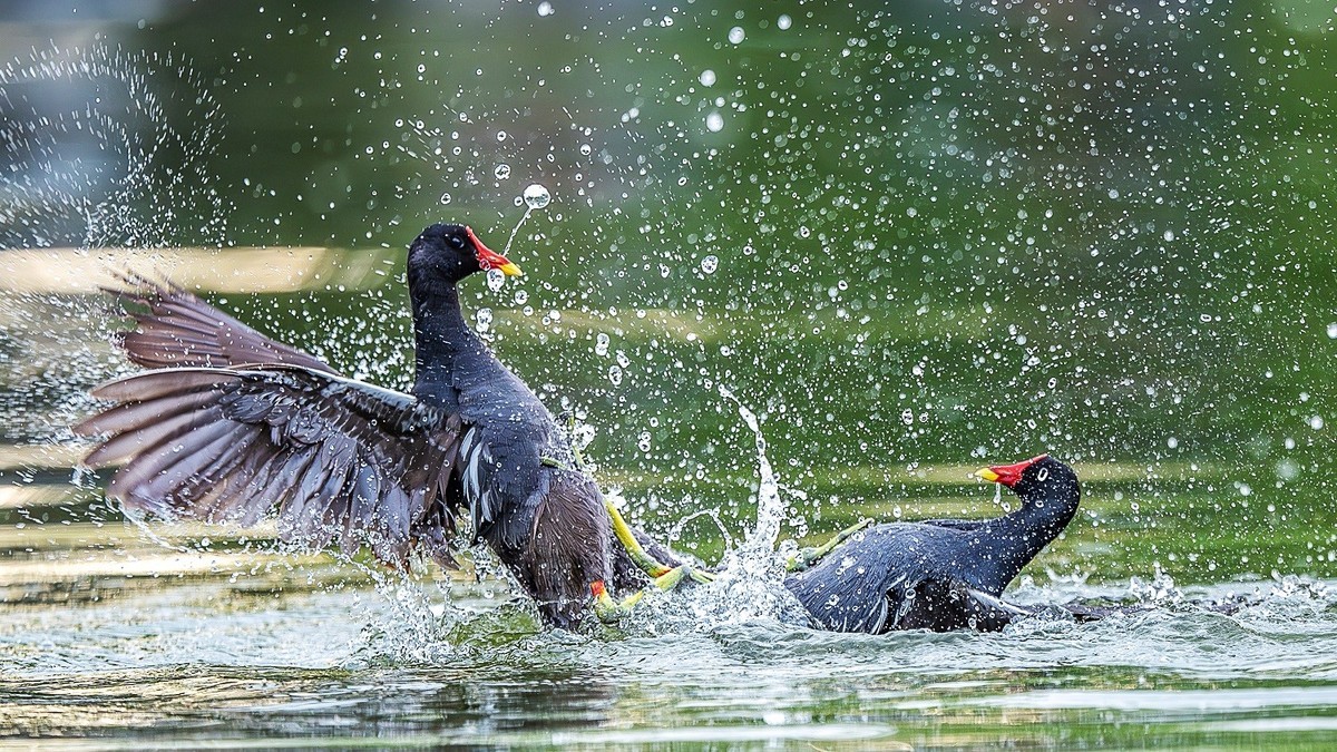 狭路相逢勇者胜