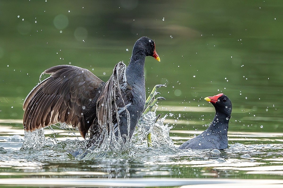 狭路相逢勇者胜