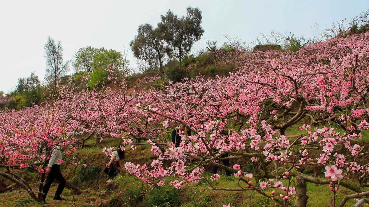 春日探访成都龙泉桃花沟1