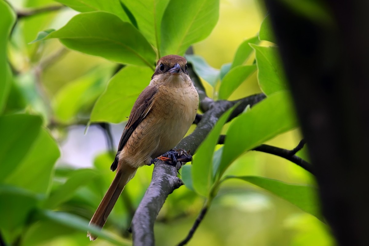 旧片_红尾伯劳7