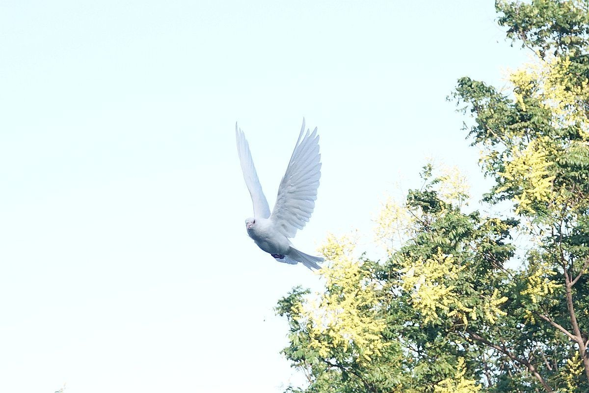 白鸽掠过树梢
