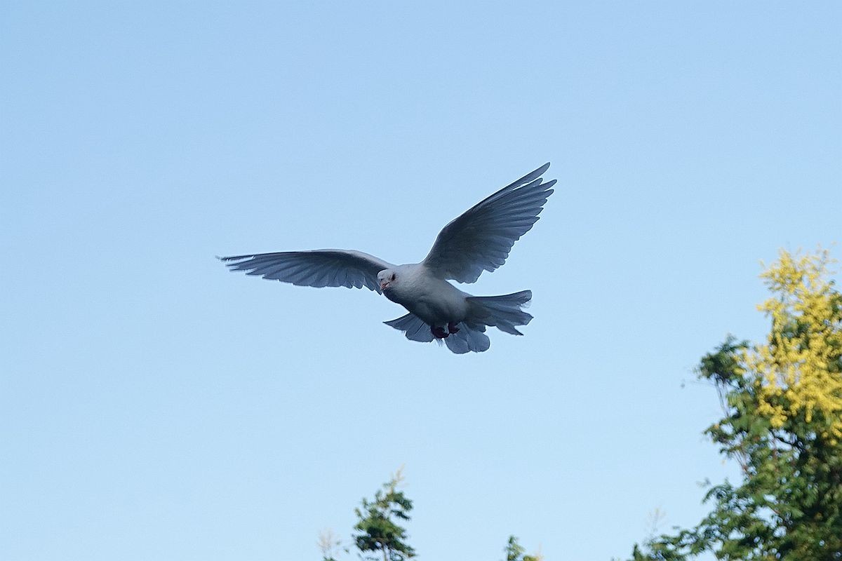 白鸽掠过树梢
