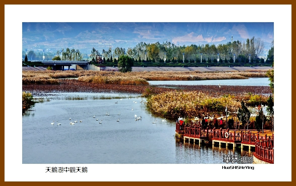 2020西西南北行游走河南011—天鹅湖中观天鹅（三门峡市）