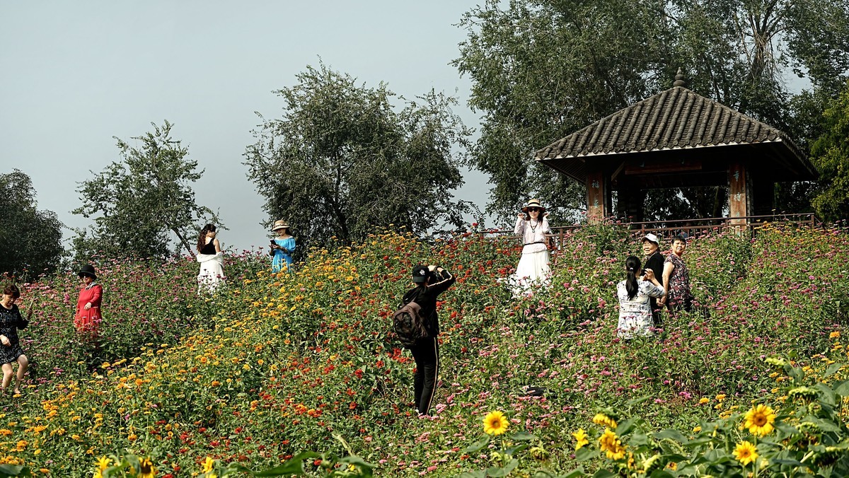 在秋天里赏花的心情