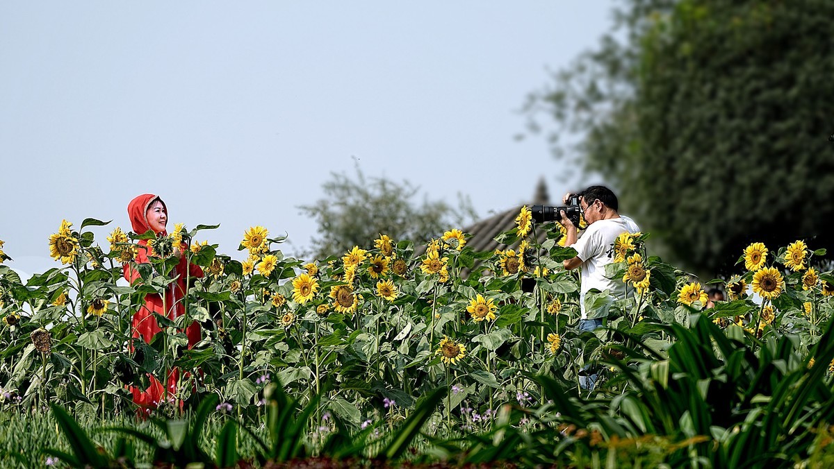 在秋天里赏花的心情