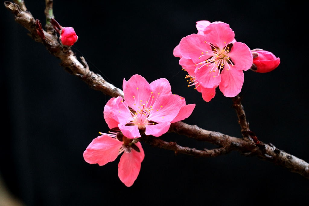 桃花